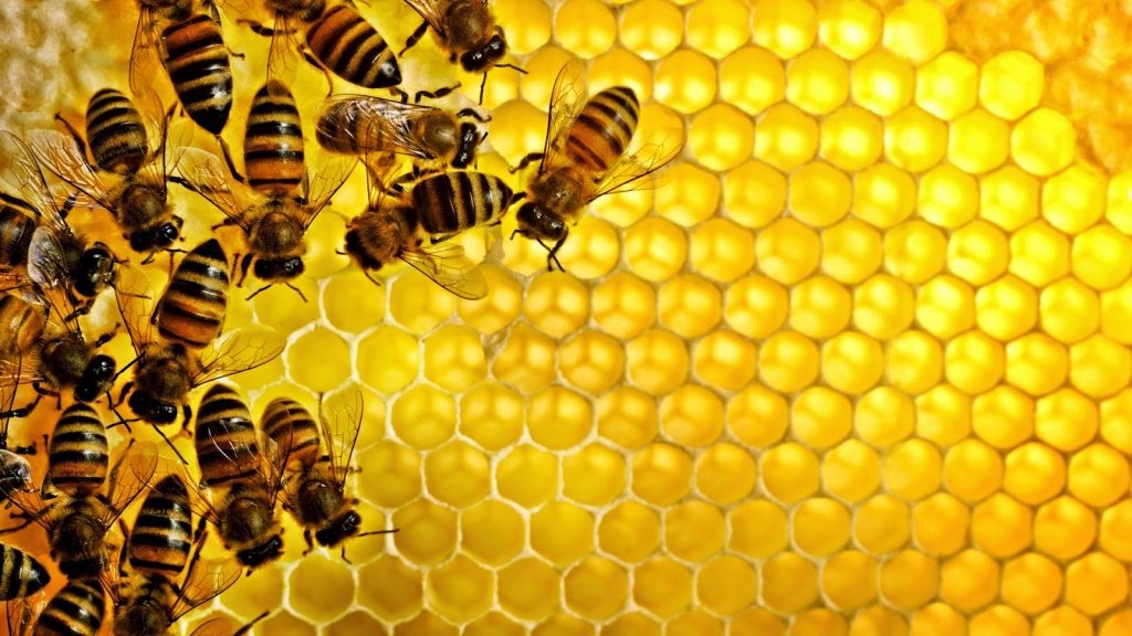 أخبار علمية :  النحل يعرف  كيفية إنجاز عمليات  الجمع و الطرح.